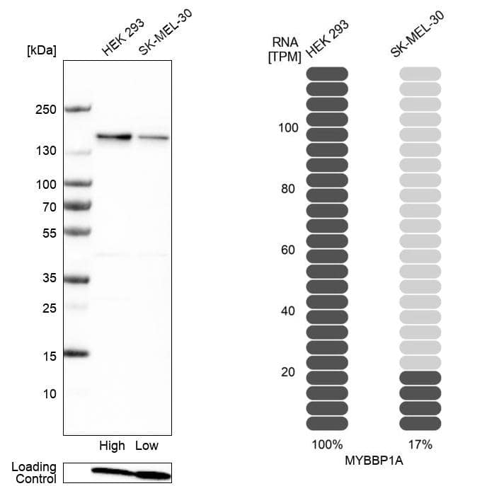 MYBBP1A Antibody - BSA Free Western Blot: MYBBP1A Antibody - BSA Free [NBP2-13630]