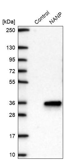 NANP Antibody - BSA Free Western Blot: NANP Antibody - BSA Free [NBP2-13639]