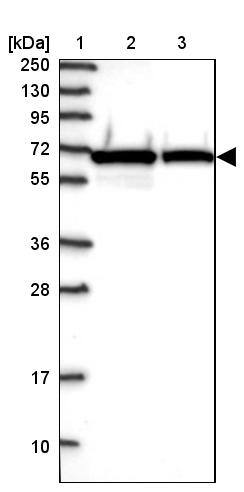 NARS Antibody - BSA Free Western Blot: NARS Antibody - BSA Free [NBP2-13640]
