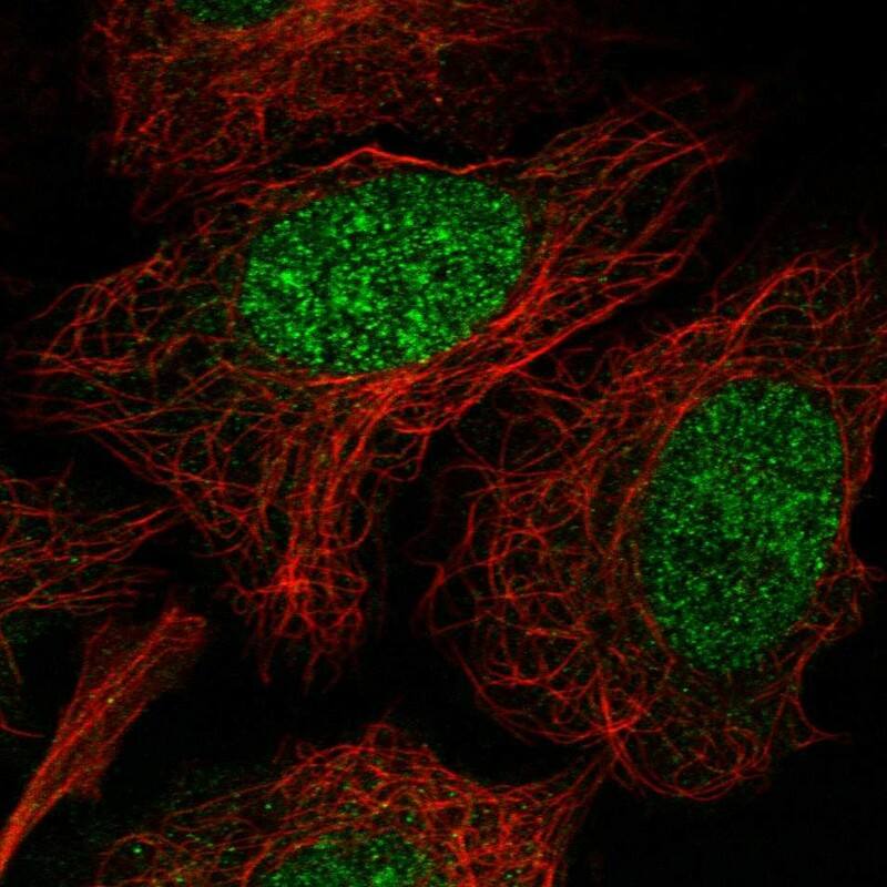 Neudesin Antibody - BSA Free Immunocytochemistry/ Immunofluorescence: Neudesin Antibody [NBP2-13652]