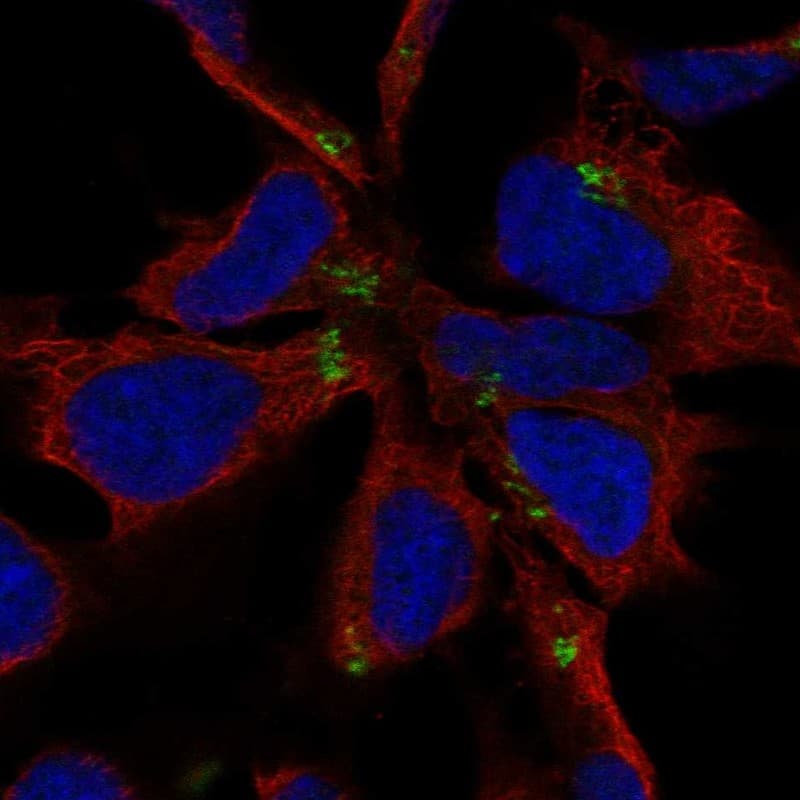 NHLH1 Antibody - BSA Free Immunocytochemistry/ Immunofluorescence: NHLH1 Antibody [NBP2-13655]