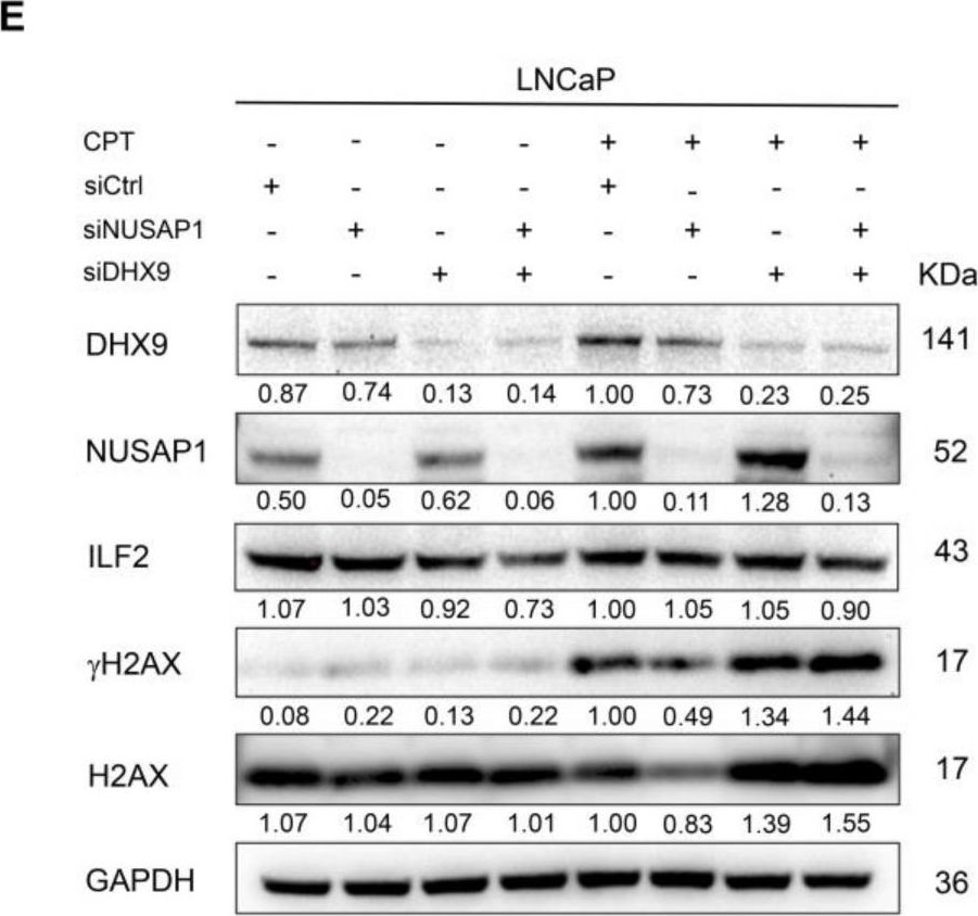 NUSAP1 Antibody - BSA Free