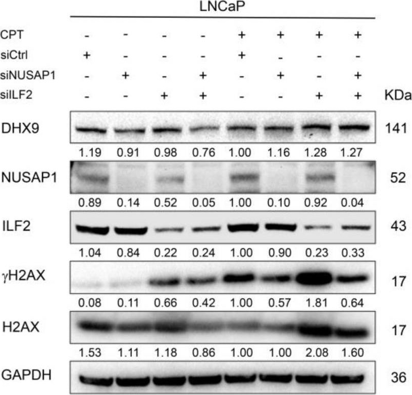 NUSAP1 Antibody - BSA Free