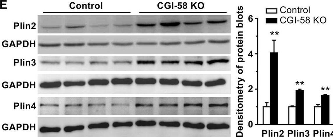 Perilipin-4 Antibody - BSA Free