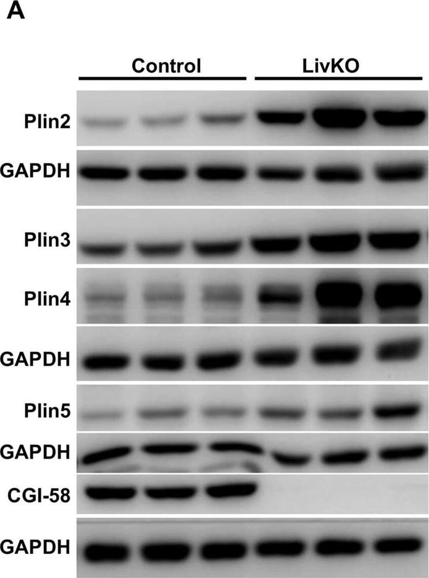 Perilipin-4 Antibody - BSA Free