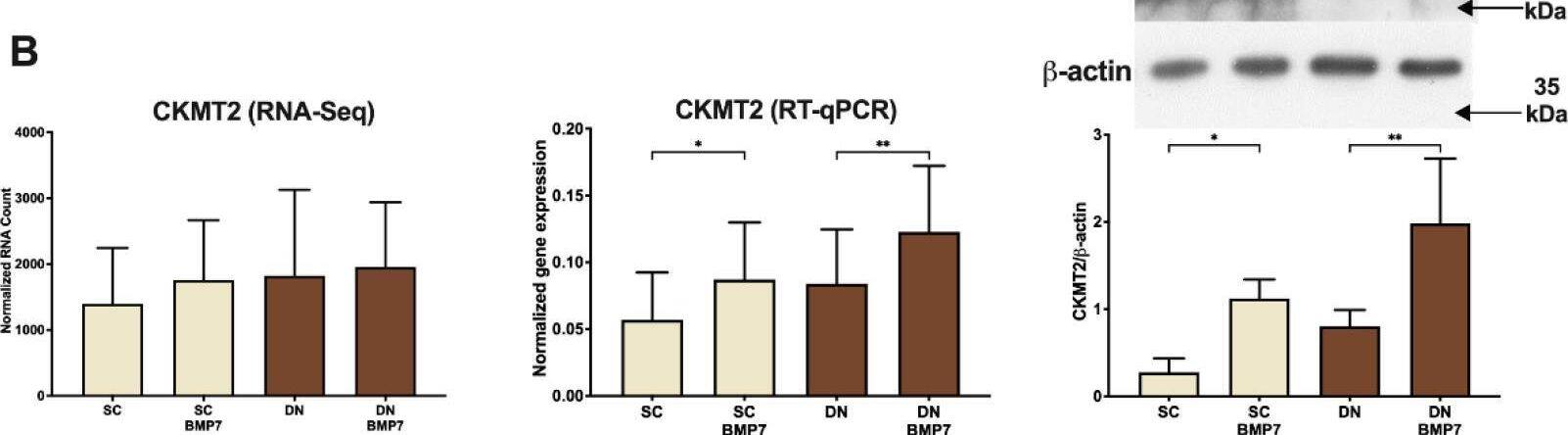 CKMT2 Antibody - BSA Free