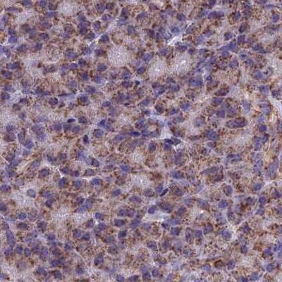 CS Citrate Synthase Antibody - BSA Free Immunohistochemistry-Paraffin: CS Citrate Synthase Antibody [NBP2-13878]