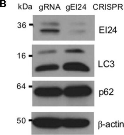 EI24 Antibody