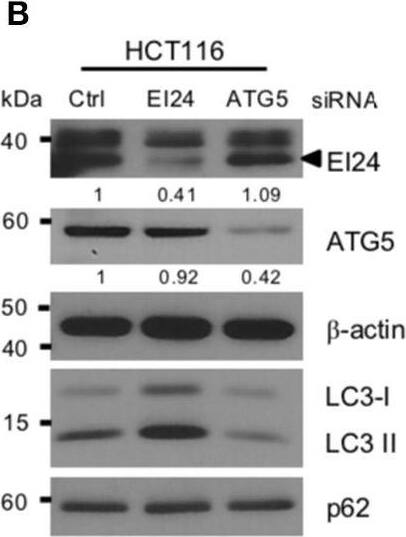 EI24 Antibody
