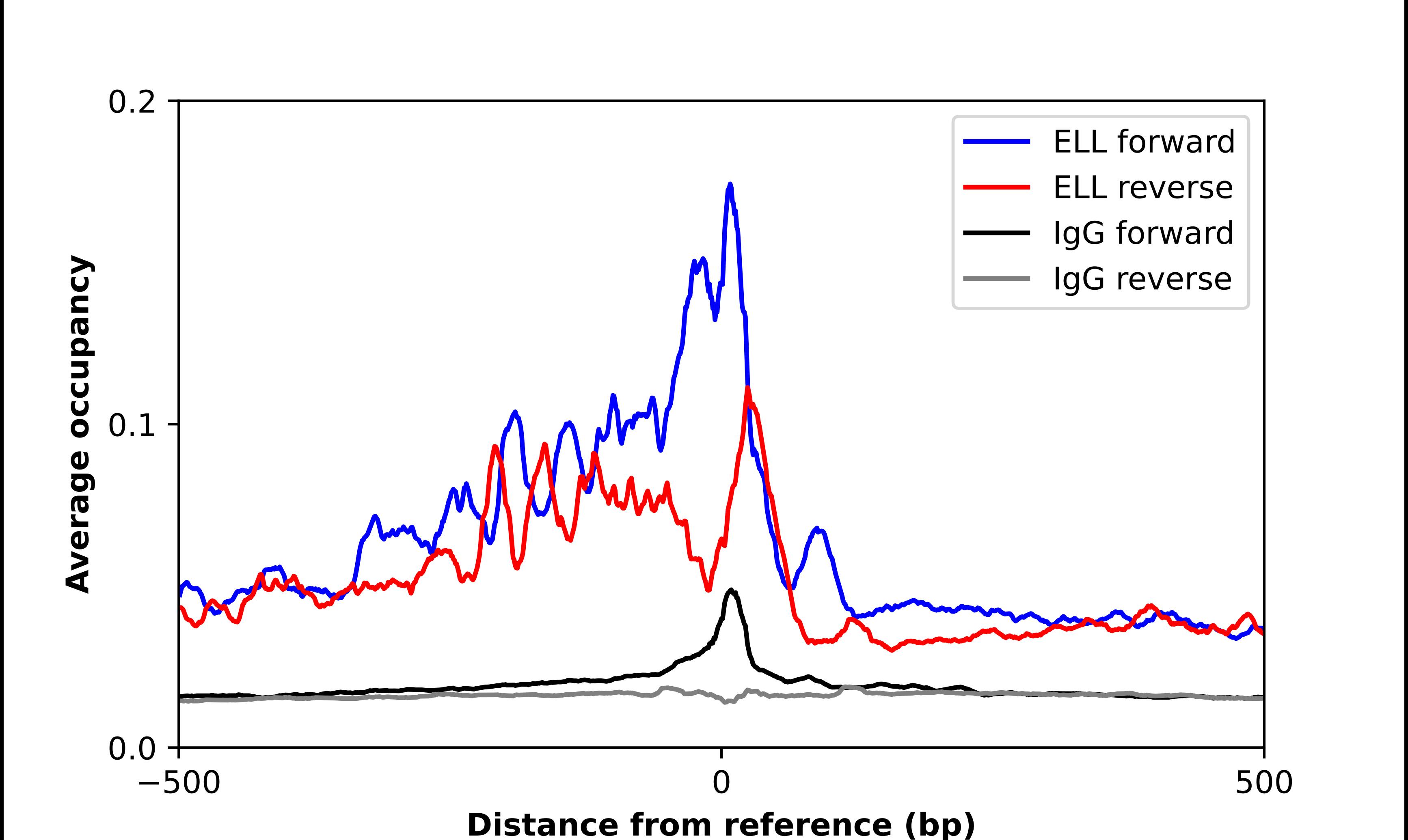 ELL Antibody - BSA Free Chromatin Immunoprecipitation ChIP: ELL Antibody - BSA Free