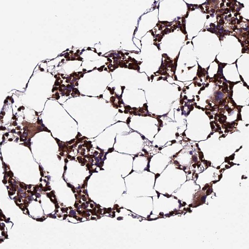ABCA7 Antibody - BSA Free Immunohistochemistry-Paraffin: ABCA7 Antibody [NBP2-14250]