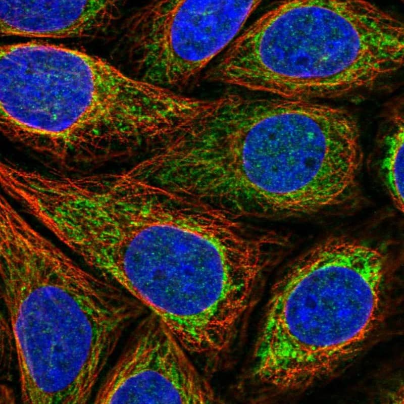 ACN9 Antibody - BSA Free Immunocytochemistry/ Immunofluorescence: ACN9 Antibody [NBP2-14259]