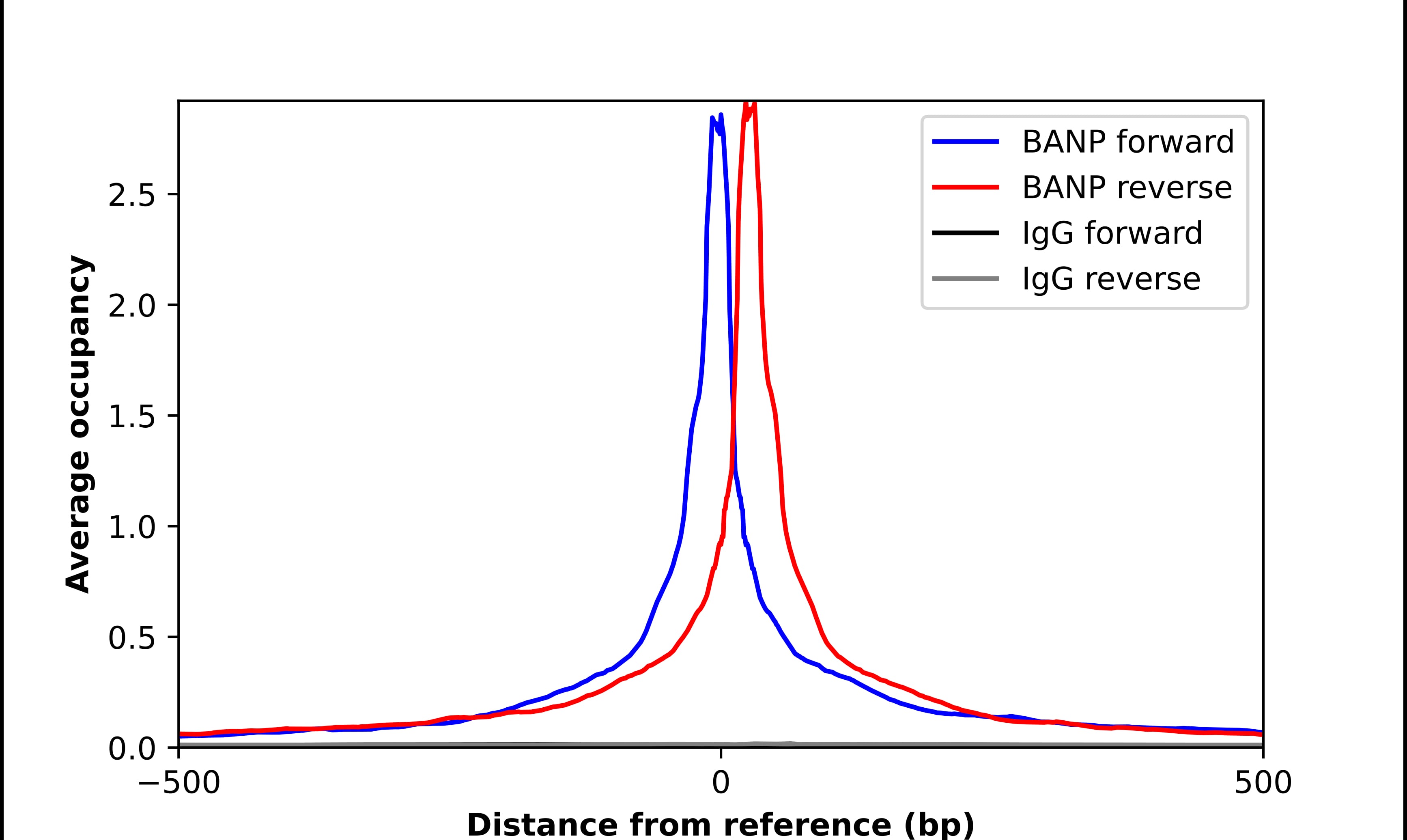 BANP Antibody - BSA Free Chromatin Immunoprecipitation ChIP: BANP Antibody - BSA Free