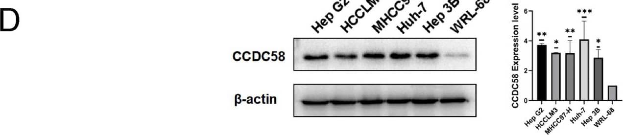 CCDC58 Antibody - BSA Free