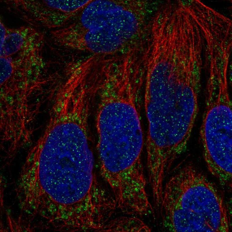 ATP5SL Antibody - BSA Free Immunocytochemistry/ Immunofluorescence: ATP5SL Antibody [NBP2-14509]