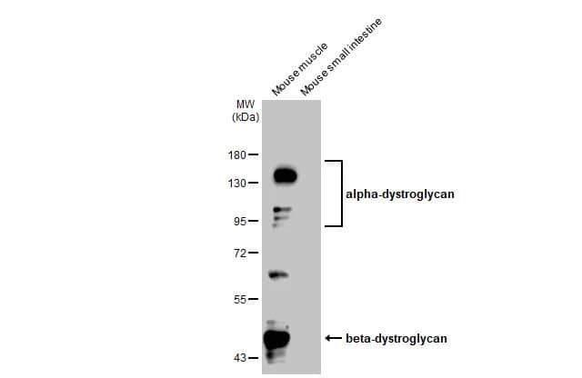 Dystroglycan Antibody