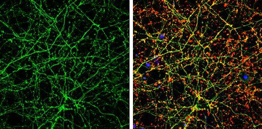 Calmodulin 2 Antibody - BSA Free