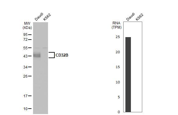 Fc gamma RIIB/CD32b Antibody