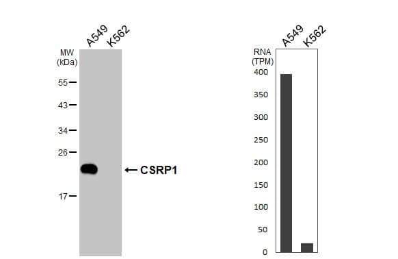 CSRP1 Antibody - BSA Free
