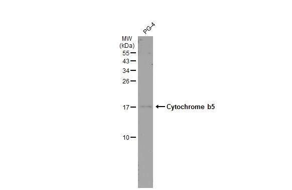 Cytochrome b5 type A Antibody