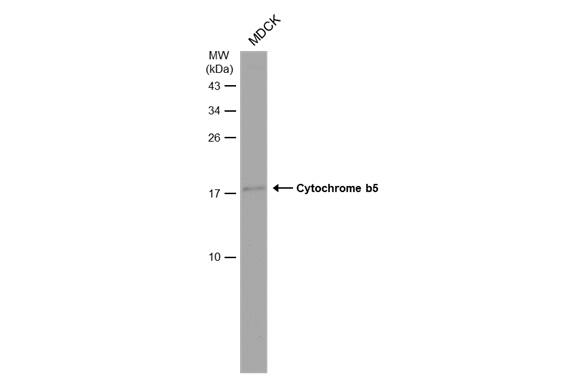 Cytochrome b5 type A Antibody