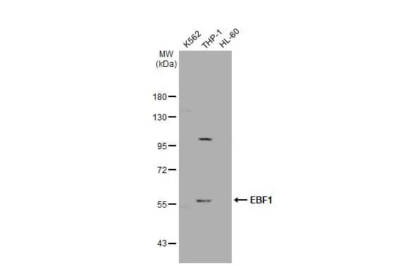 EBF-1 Antibody