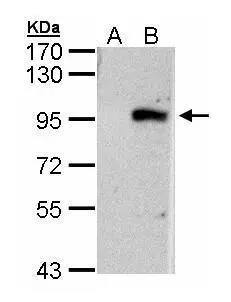 ECEL1 Antibody