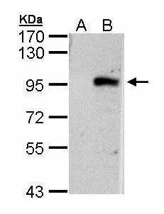 ECEL1 Antibody - BSA Free