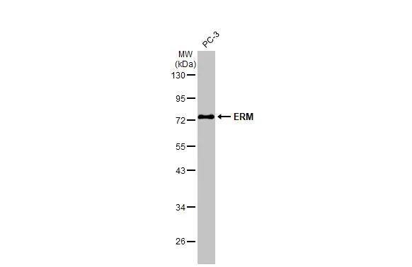 ETV5/ERM Antibody - BSA Free