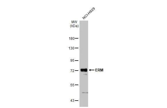 ETV5/ERM Antibody - BSA Free