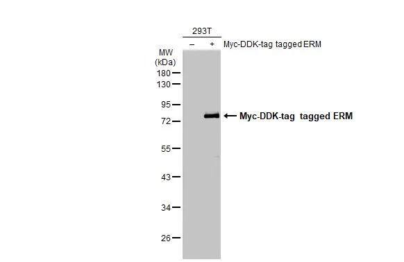 ETV5/ERM Antibody - BSA Free