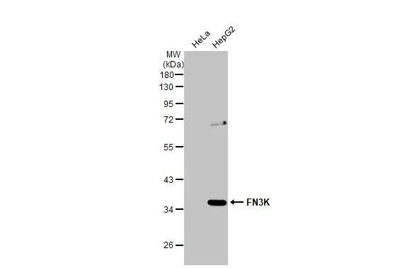 FN3K Antibody - BSA Free