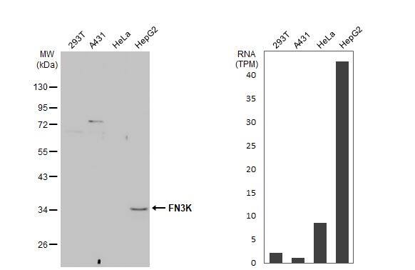 FN3K Antibody - BSA Free