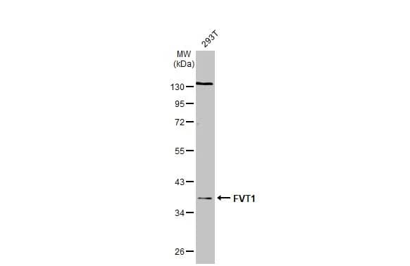 FVT1 Antibody