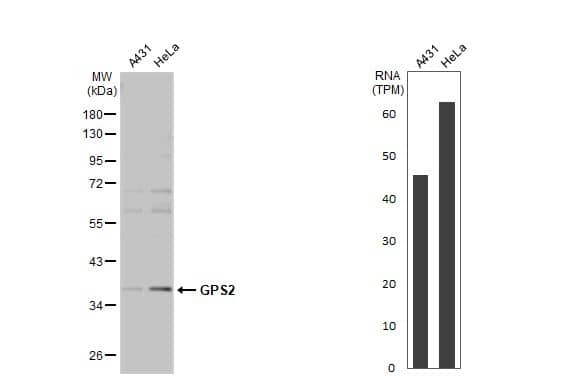 GPS2 Antibody