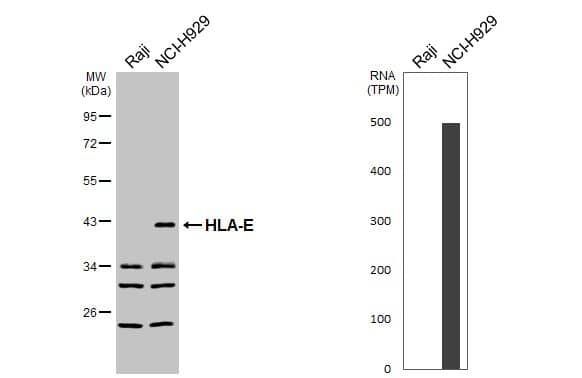 HLA-E Antibody - Azide and BSA Free