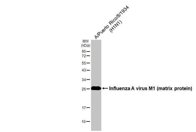 Influenza A H1N1 M1 Antibody - (A/Puerto Rico/8/1934) - BSA Free