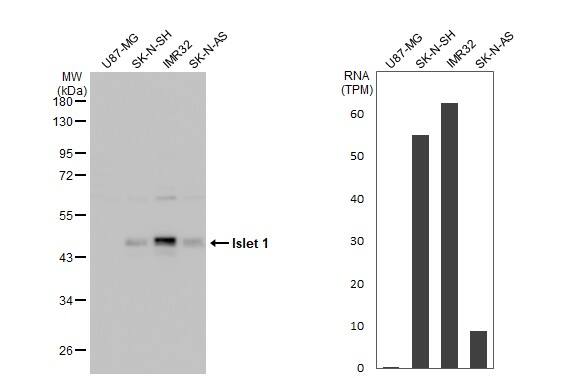 Islet-1 Antibody - BSA Free