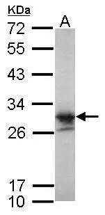 LIN7 Antibody