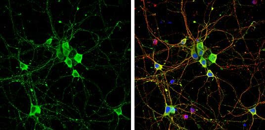 Liprin alpha 2 Antibody - BSA Free