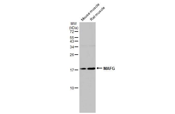 MafG Antibody