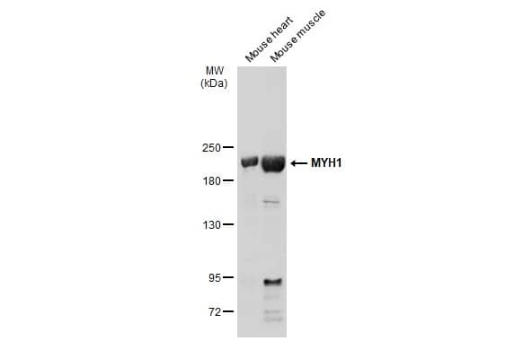 Myosin Heavy Chain 1 Antibody