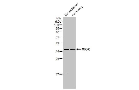 MIOX Antibody