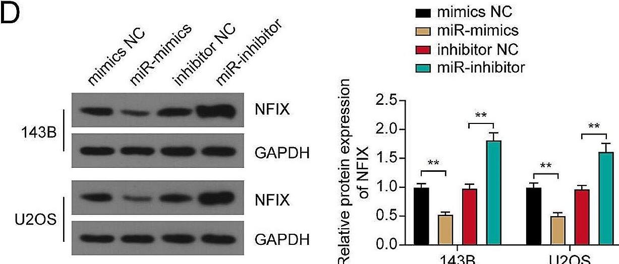 NFIX Antibody