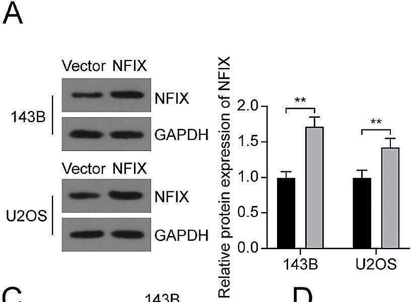 NFIX Antibody