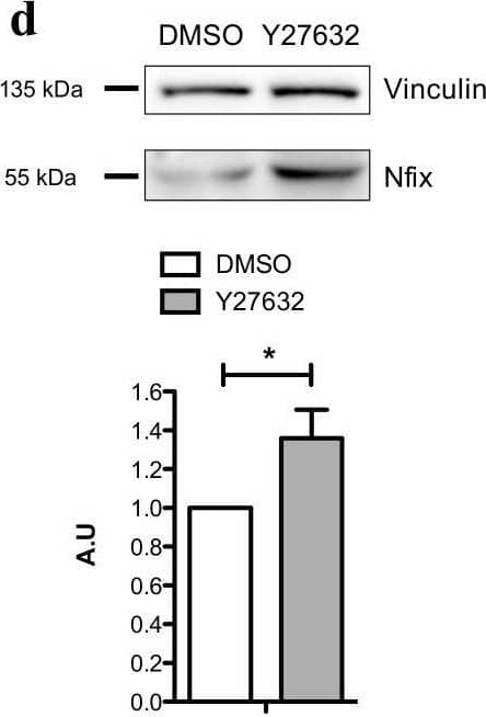 NFIX Antibody - BSA Free