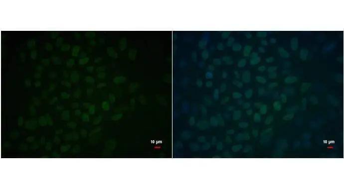 OCT4 Antibody (735) - Azide and BSA Free