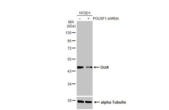 OCT4 Antibody (486)