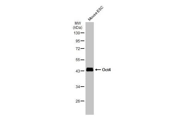 OCT4 Antibody (486)