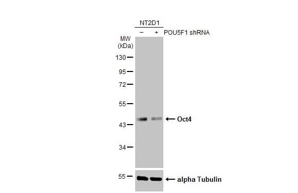 OCT4 Antibody